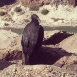 Baby California Condor