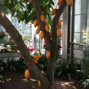 Chocolate growing on Trees. 